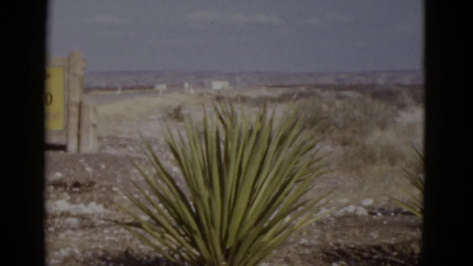 Yucca plant in Southwestern desert scrub with a partially-visible yellow roadside sign on wooden posts at frame left; from a 1952 8mm road-trip film.