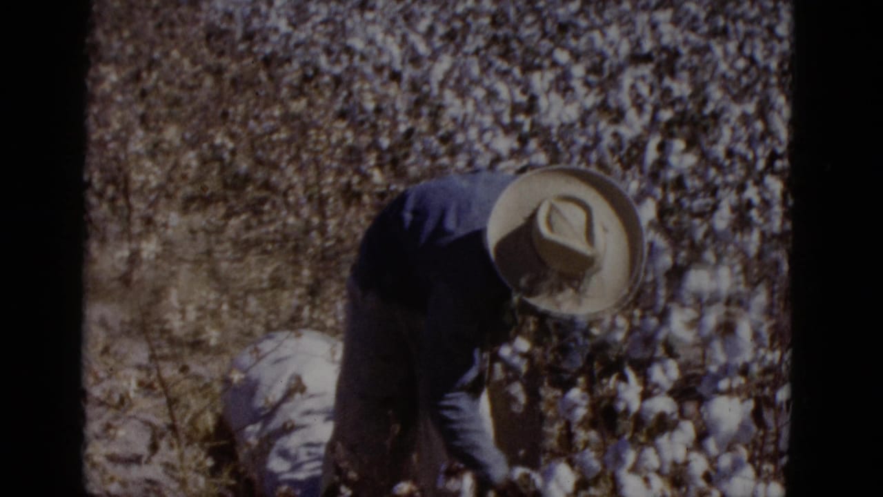 Man in wide-brimmed straw hat and blue long-sleeve shirt bent over harvesting cotton bolls by hand in a sunlit field.