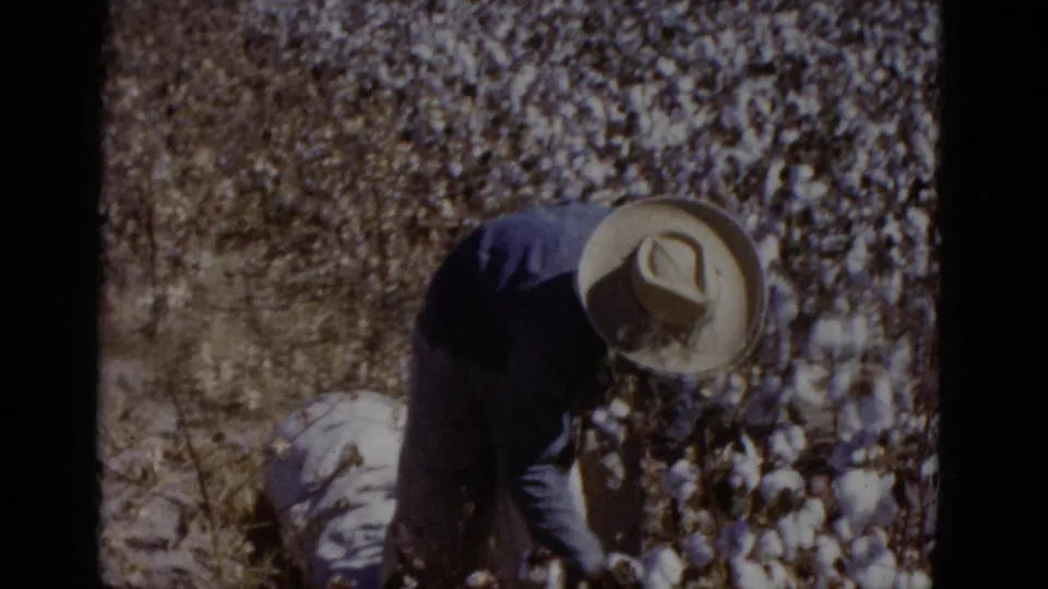 Cotton picker in wide-brimmed straw hat and blue shirt stooped over cotton plants in a sunlit field, Baja California, Mexico, circa 1952.