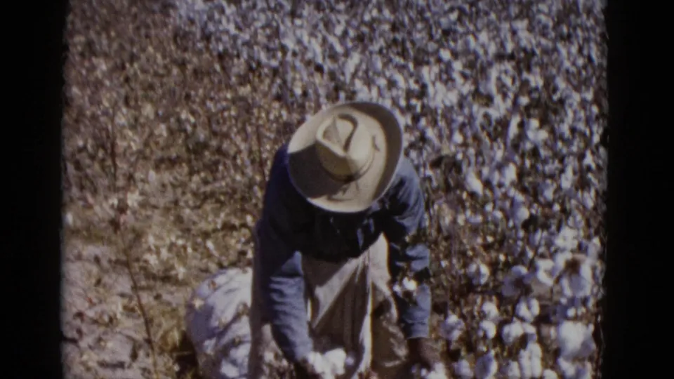 Cotton harvester in wide-brimmed hat and blue long-sleeve shirt working through a dense cotton field with a collection sack, Baja California, circa 1952.