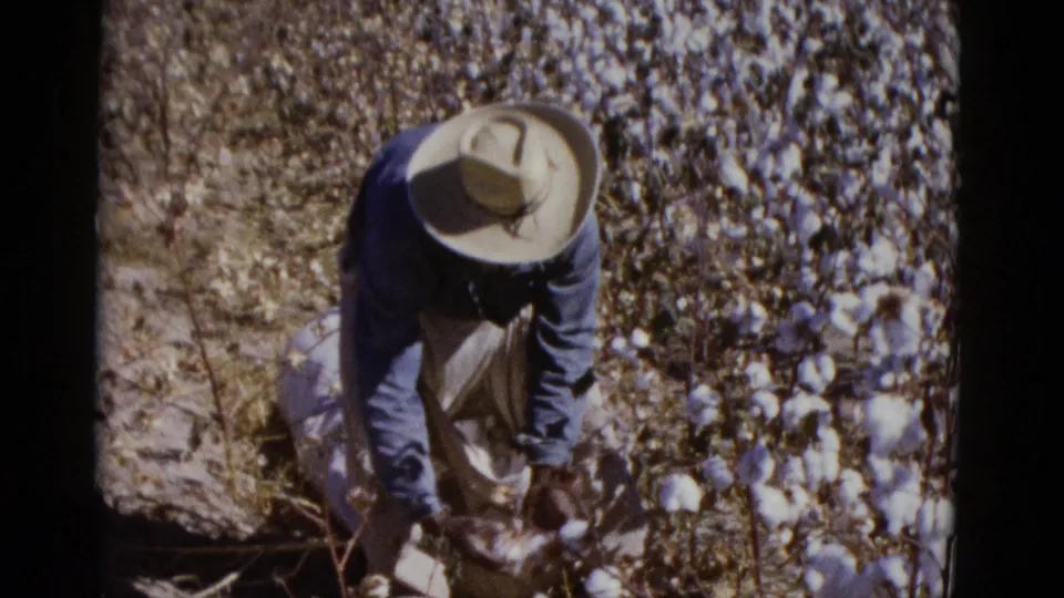 Cotton picker in straw hat stooping over dense cotton plants in a sunlit field, Baja California, Mexico, circa 1952.