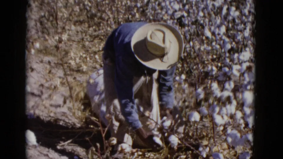 In 1952 Baja California home-movie footage, a worker in a wide-brimmed hat and blue shirt bends low among cotton plants while harvesting by hand.