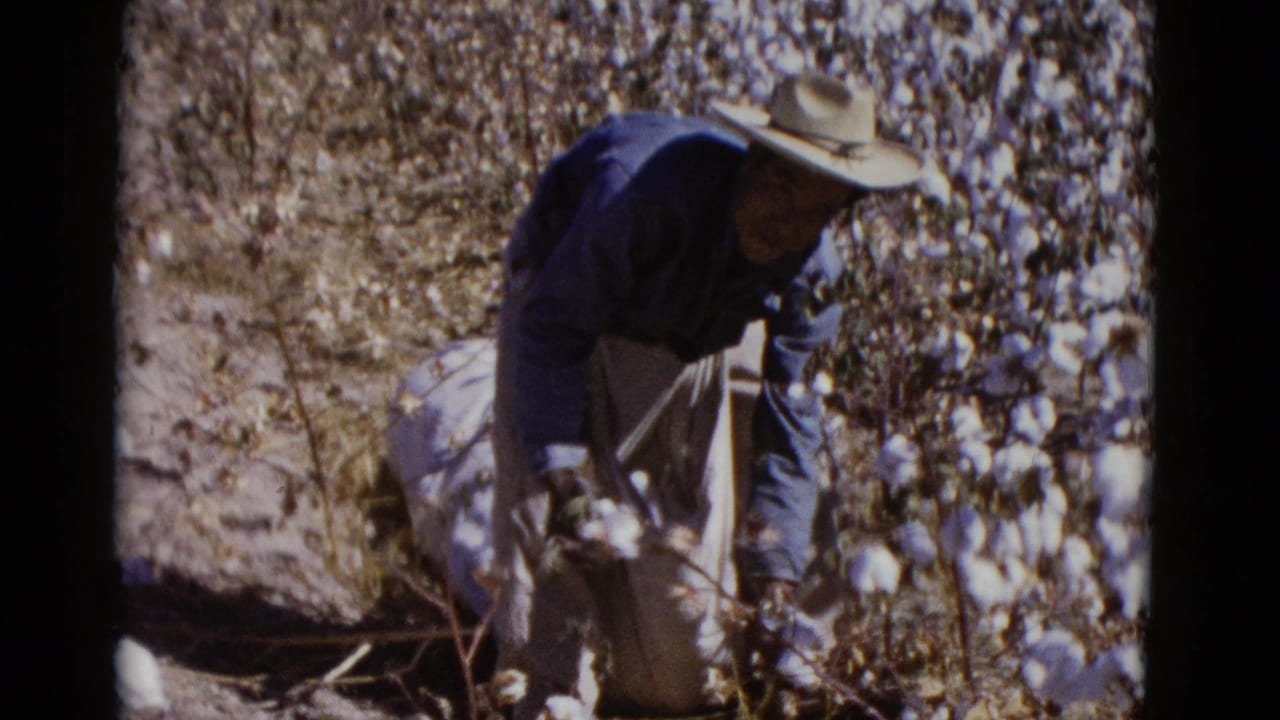 Cotton picker reaches toward plants beside a partly filled sack.