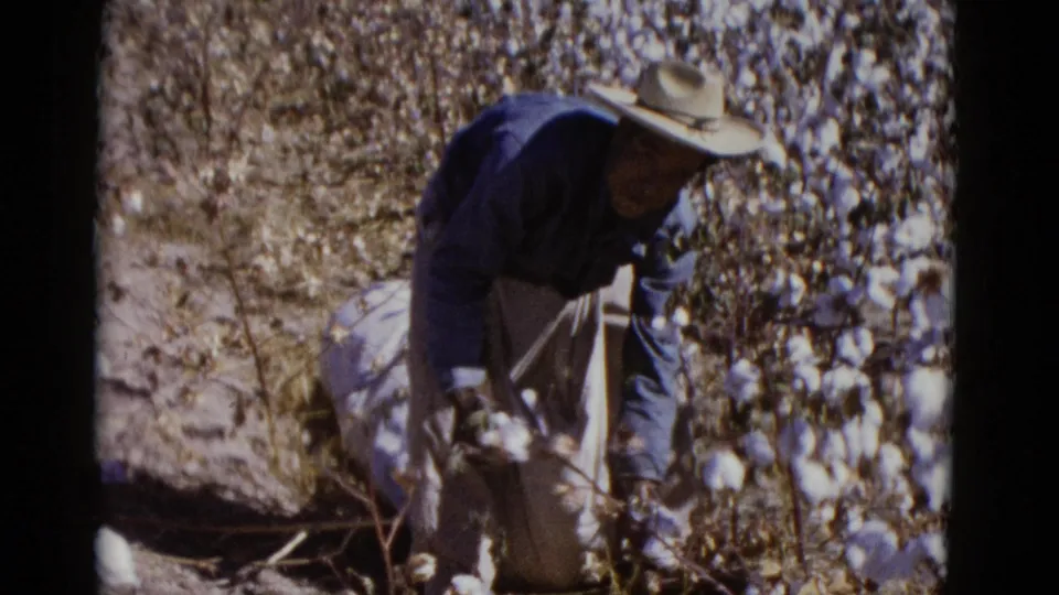 The worker stands partly bent in a sunlit Baja California cotton field, reaching toward white bolls with a cloth harvesting sack behind him.