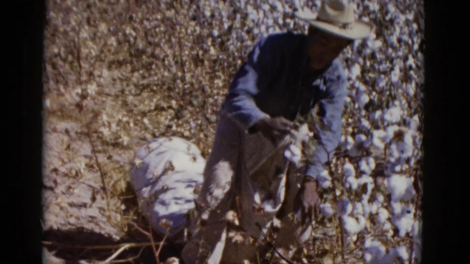 A worker in hat and work clothes gathers cotton by hand near a pale cloth sack in the dry rows of a 1952 Baja California cotton field.