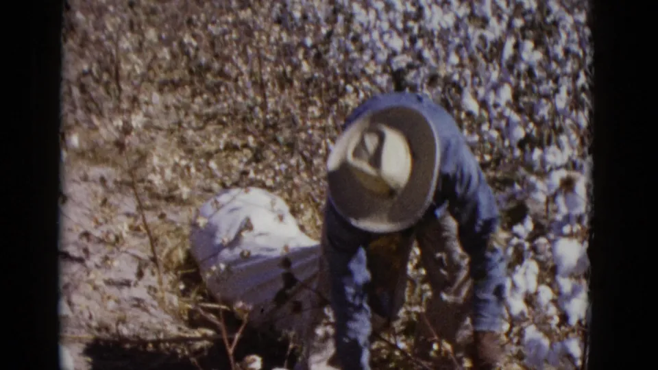The final frame shows the cotton picker bent over the plants, with white bolls and a cloth sack visible in the sunlit Baja California field.