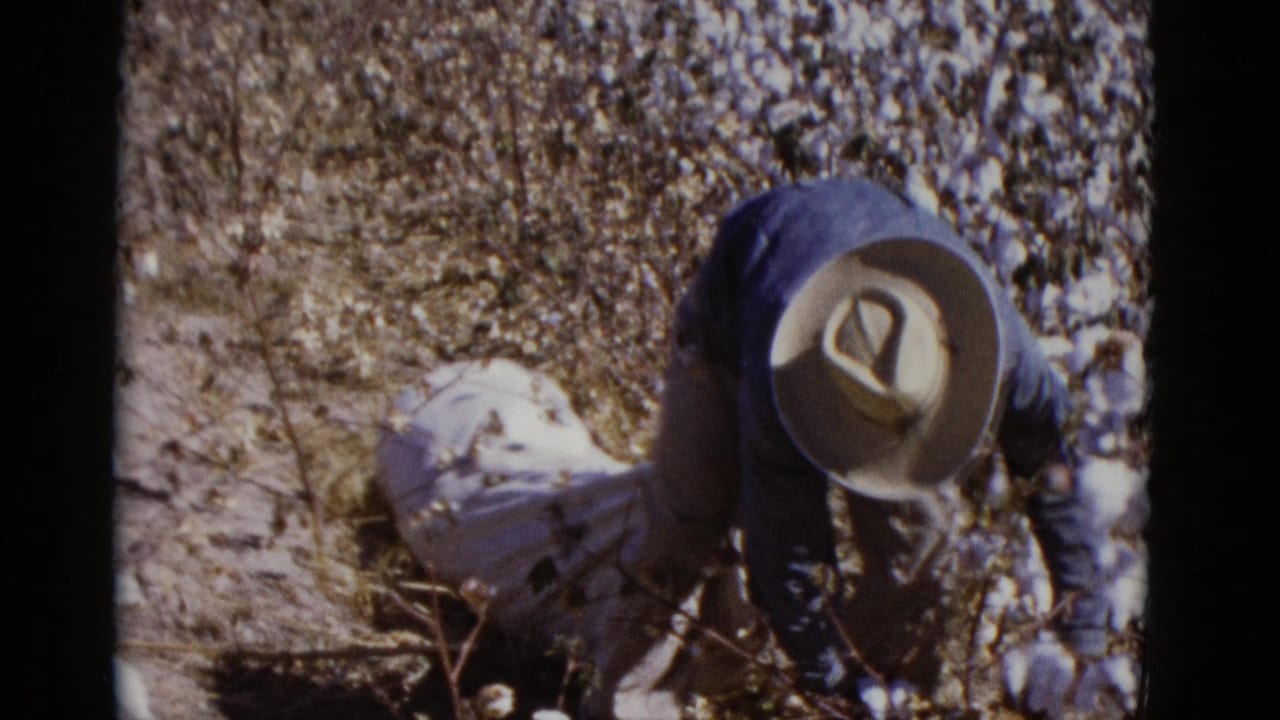 1952 8mm frame from Baja California showing a person in dark clothing and a wide-brimmed hat working among cotton plants.