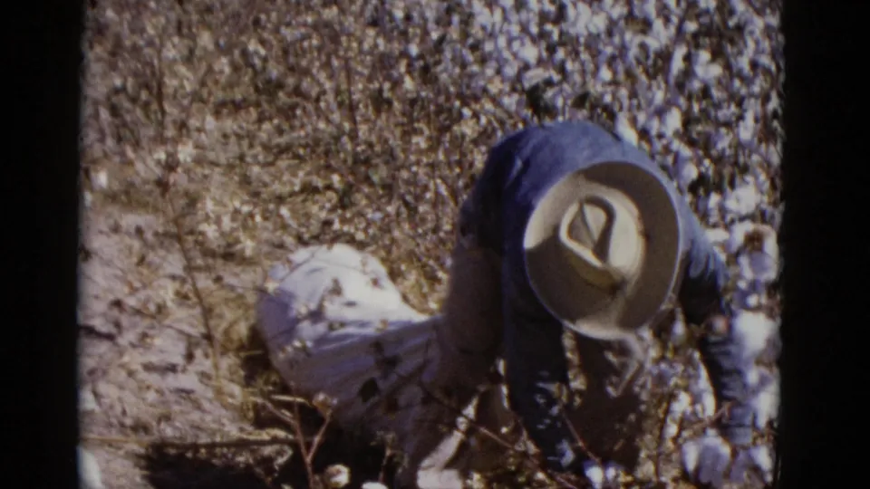 1952 8mm frame from Baja California showing a person in dark clothing and a wide-brimmed hat working among cotton plants.