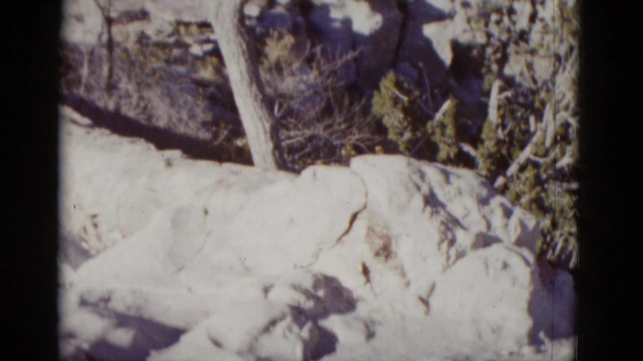 Sunlit pale rock or covered object below bare trees and dark hillside shadows.