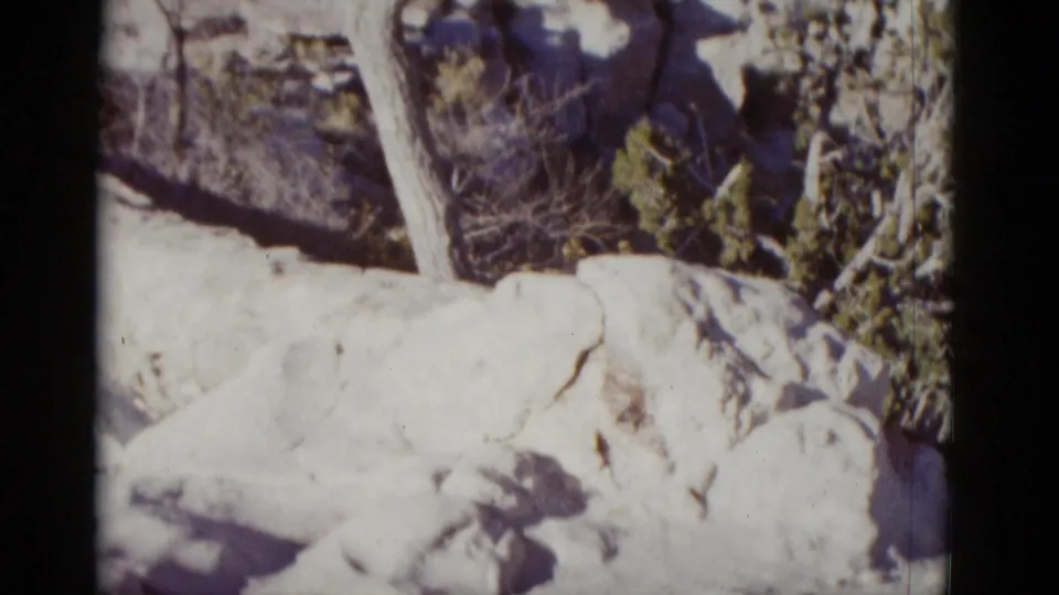 1952 Arizona home-movie frame showing pale rock or a lime-covered object beside bare trees, brush, and shadowed desert terrain.