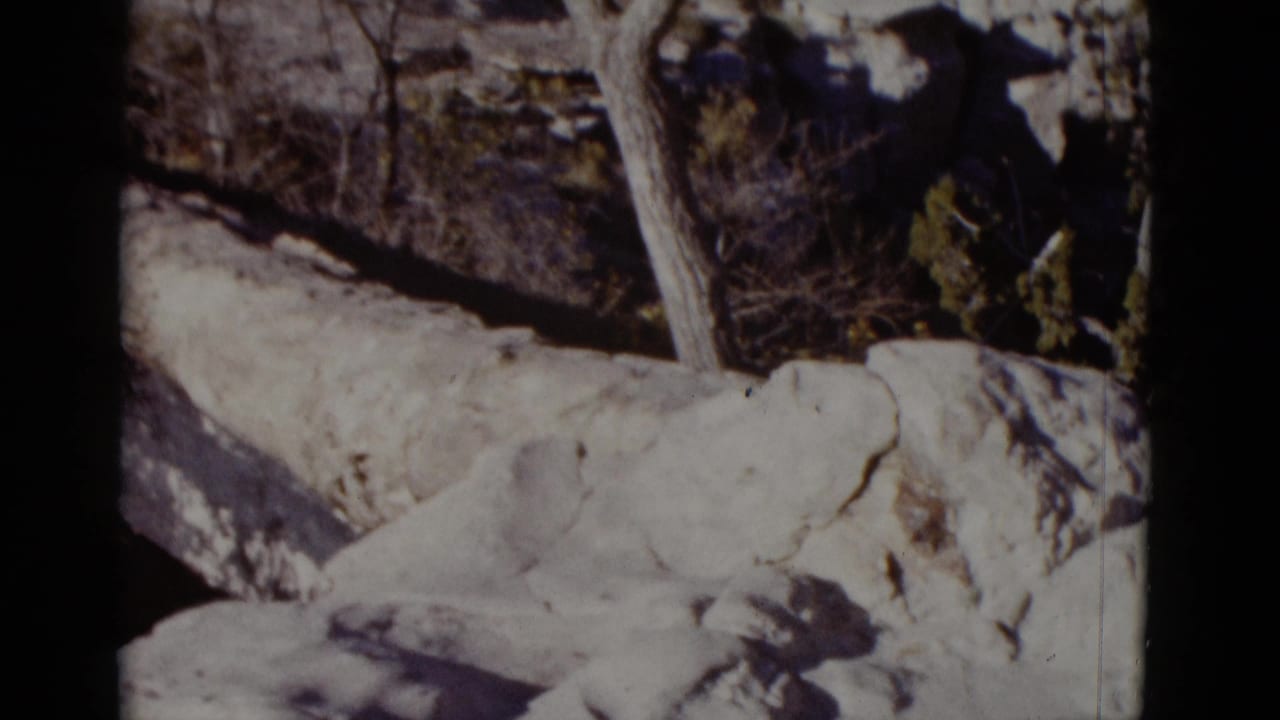 Pale rock or covered object with bare trees, brush, and shadowed rocky ground.