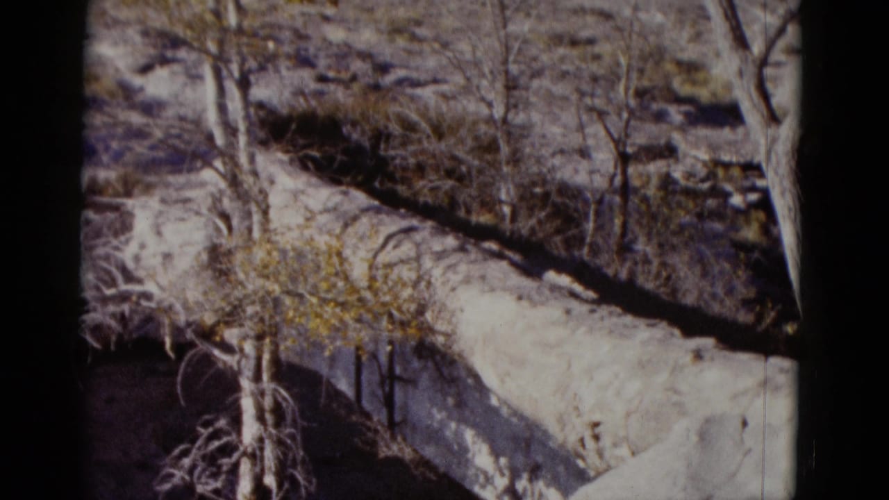 Similar view of fallen trunk, leafless trees, brush, and rocky desert surface.