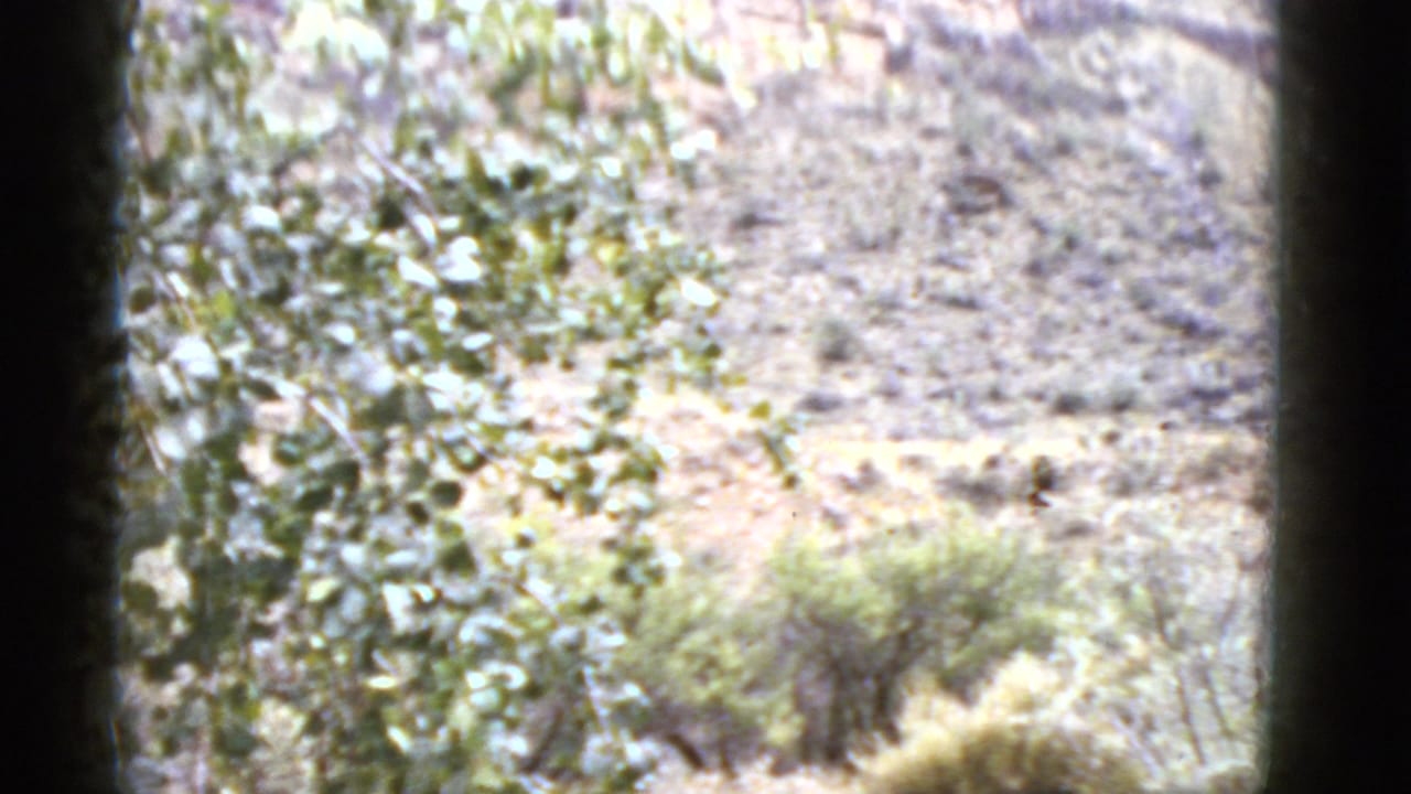 Woman in a blue shirt sits on a horse near trees and a rocky hillside.