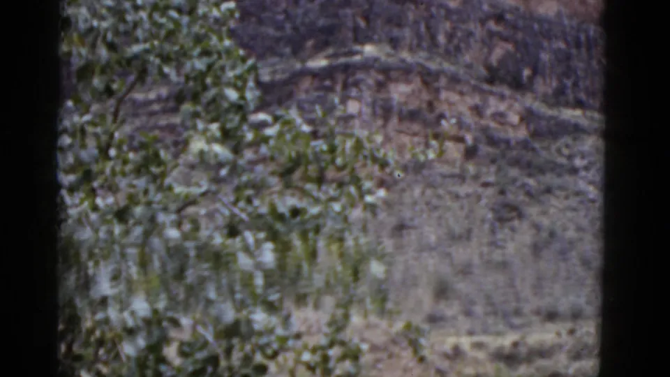 1952 Arizona home-movie frame with trees and brush against a rocky hillside, with the riders mostly out of view.