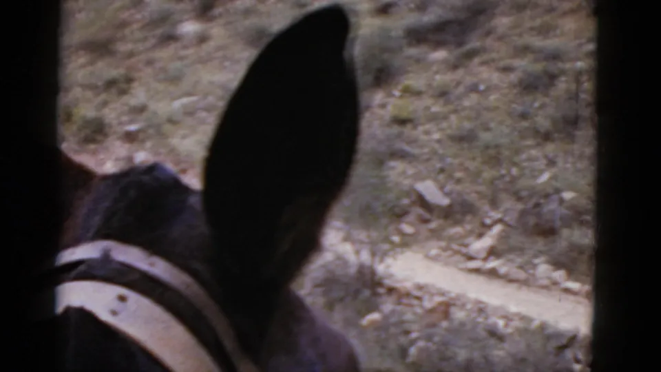 A donkey’s ear and part of its head appear in the foreground as the camera looks down at an Arizona desert trail.