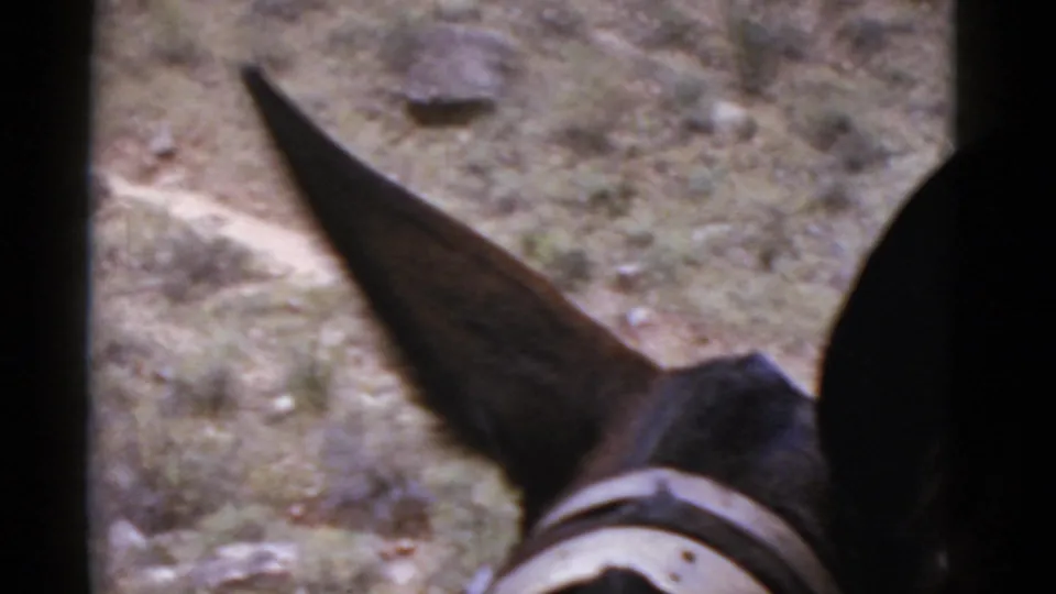 Close rider’s-eye view of a donkey ear over a rocky Arizona trail in 1952 home-movie footage.