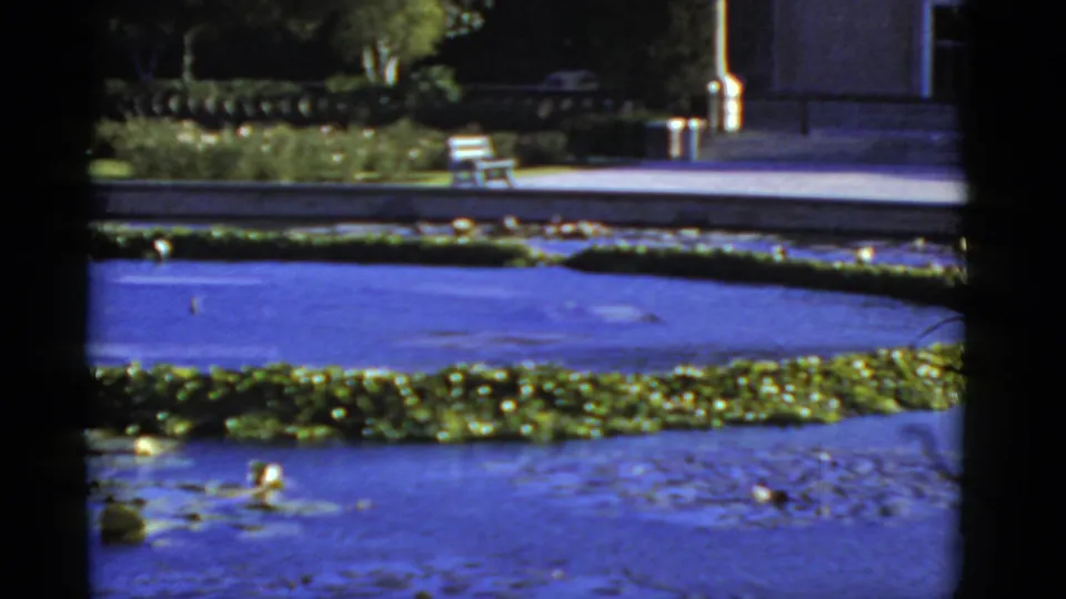 Soft 8mm frame of a landscaped California civic frontage with pond, lily pads, hedge, bench, lamppost, and building entrance.