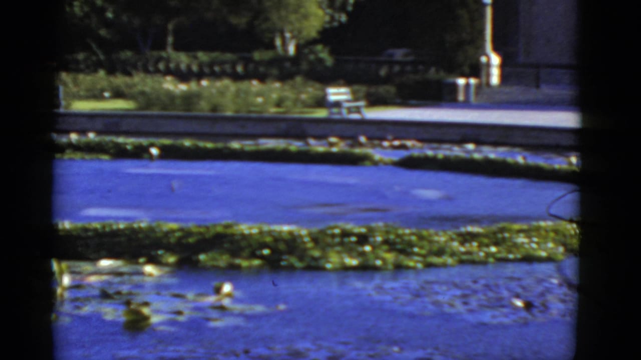 1952 California 8mm frame showing a garden pond with lily pads, blue water, a planted border, and a bench beyond the pond edge.