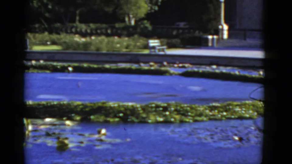 1952 California 8mm frame showing a garden pond with lily pads, blue water, a planted border, and a bench beyond the pond edge.