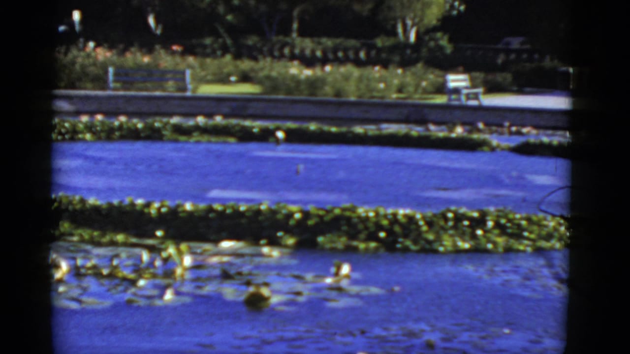 Blue pond water, floating lily pads, a low planting strip, and benches in the distance.