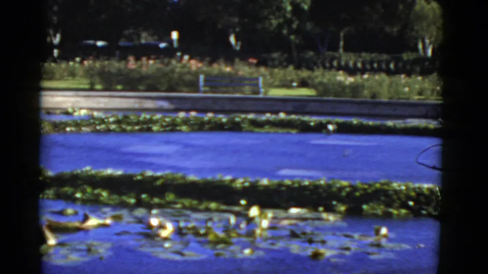 1952 California 8mm frame with lily pads and rippled pond water in front of a landscaped path, bench, shrubs, and distant parked cars.