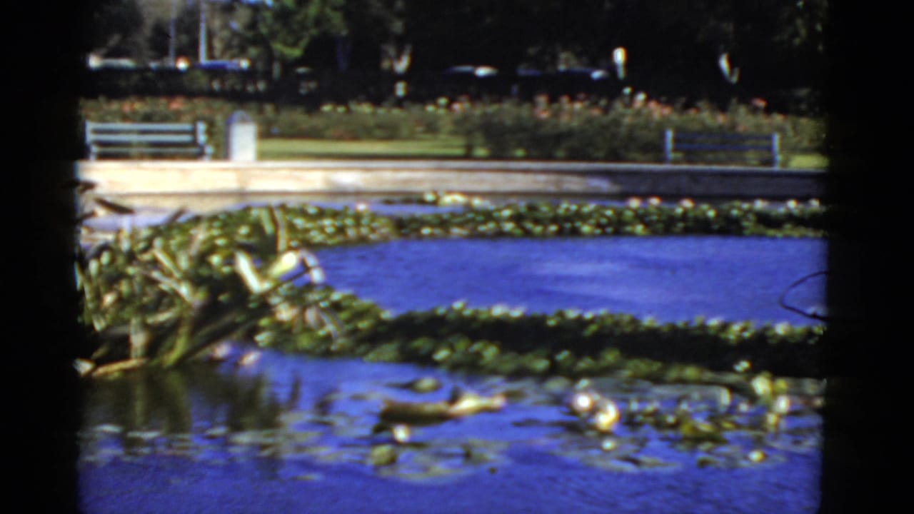 1952 California 8mm frame showing a park pond with lily pads, aquatic foliage, benches, lawn, and trees in soft color.