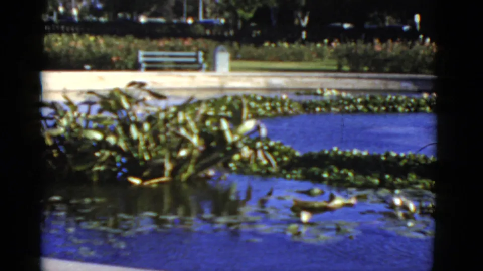 1952 California 8mm view of dense pond foliage, lily pads, blue water, benches, and landscaped park grounds.