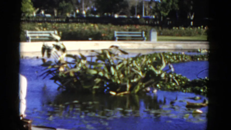 1952 California 8mm frame with pond plants, lily pads, benches, and part of a person entering at the left edge.