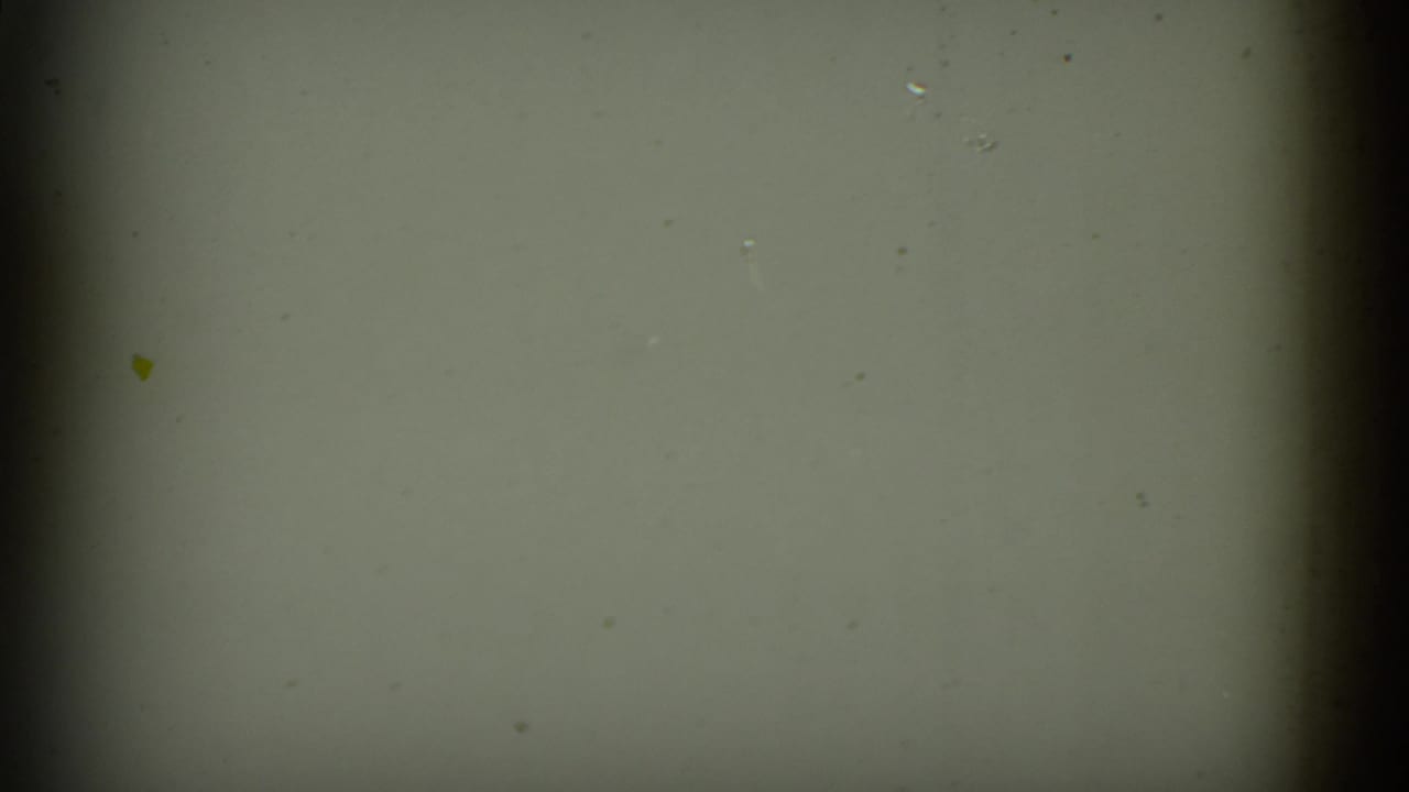 1952 8mm California home-movie frame showing a soft green-yellow abstract close-up with dark edge bands, grain, and dust specks.