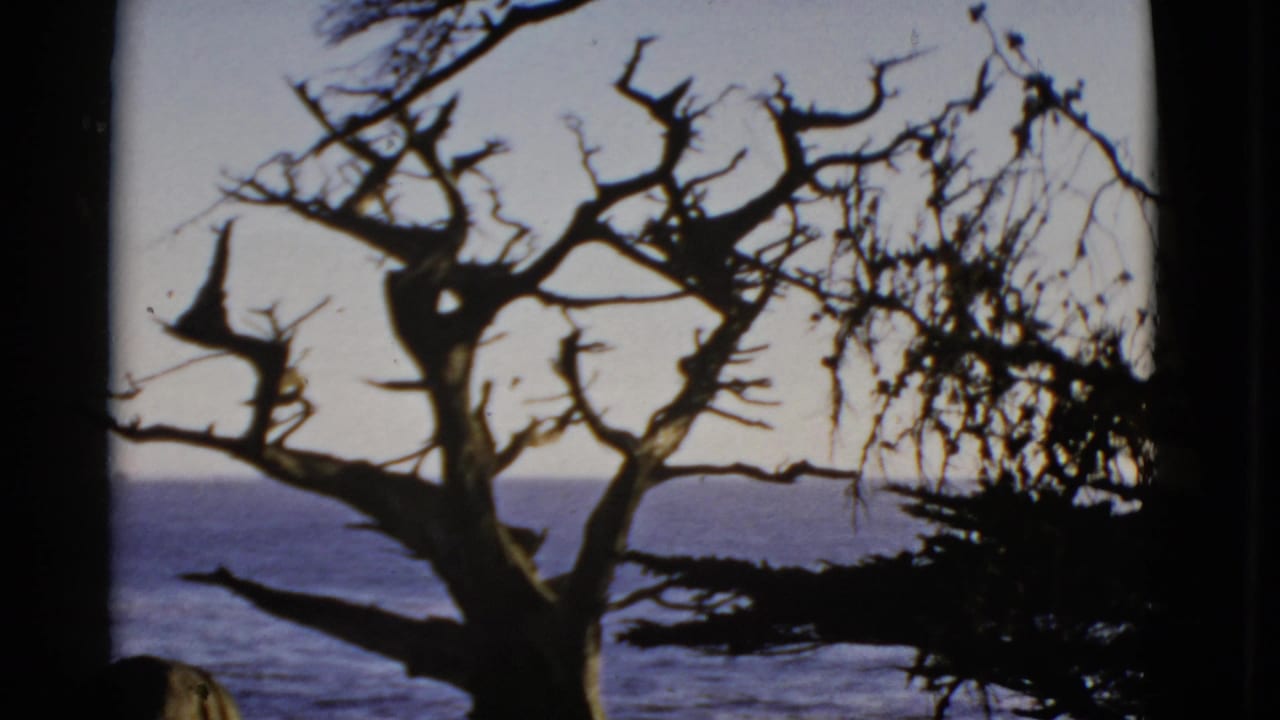 1952 San Francisco coastal frame with a dark gnarled tree in the foreground and ocean beyond.
