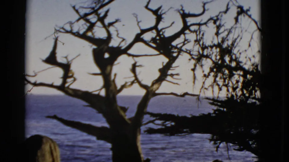 1952 San Francisco shoreline frame showing a gnarled tree, ocean backdrop, and a partially visible person at the bottom edge.