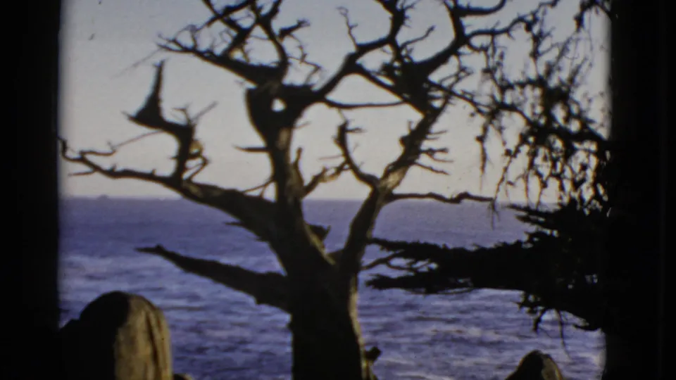 1952 San Francisco coastal frame with a leafless tree, ocean water, and partial human figures near the lower edge.