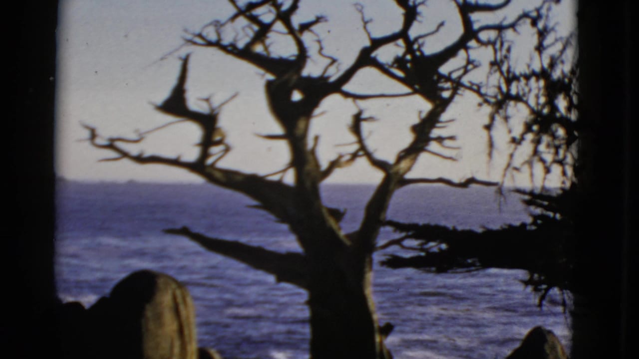 Bare twisted tree silhouetted against ocean and pale sky, with dark rocks in the foreground.