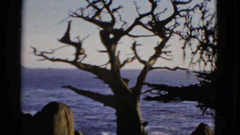 1952 San Francisco 8mm frame showing a gnarled tree silhouette overlooking blue ocean, distant shoreline, and dark coastal rocks.