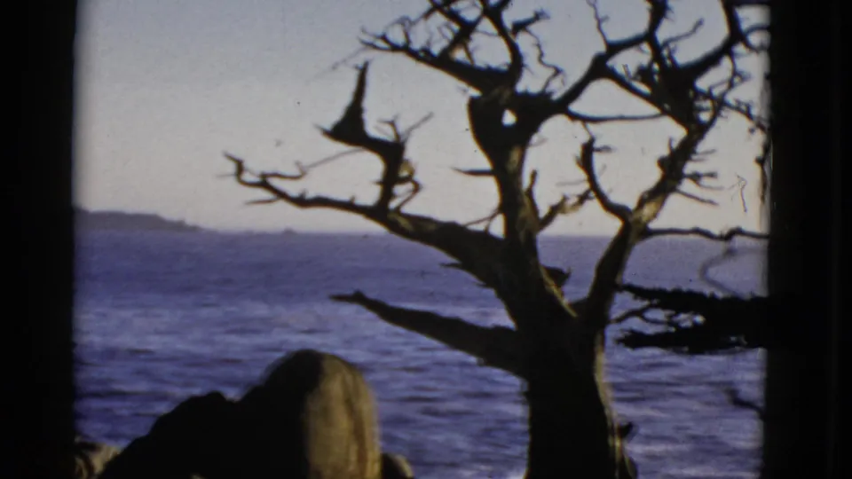 1952 San Francisco coastal frame with a dark tree trunk and branches crossing the ocean view and low landforms on the horizon.