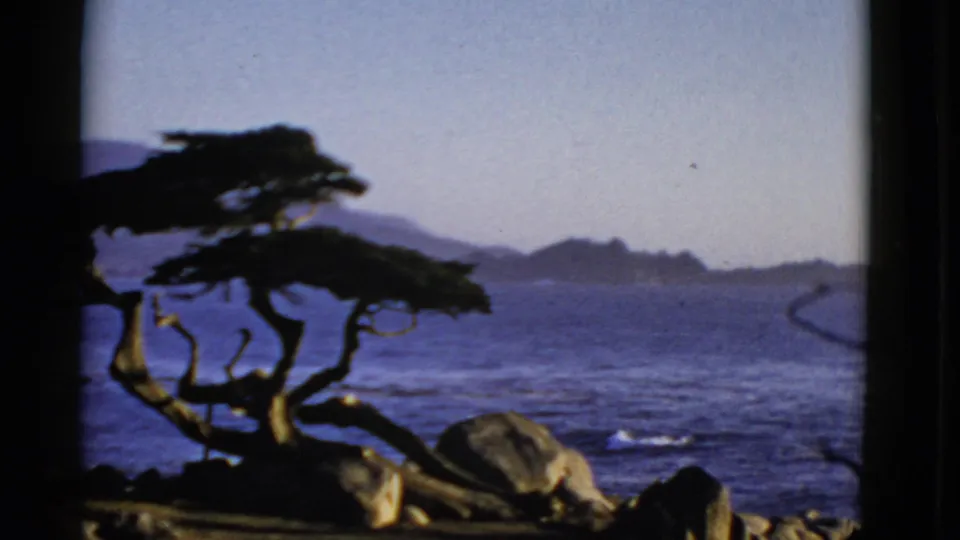 1952 San Francisco coastal view with a twisted foreground tree, rocky shore, blue ocean, small surf, and distant hills.