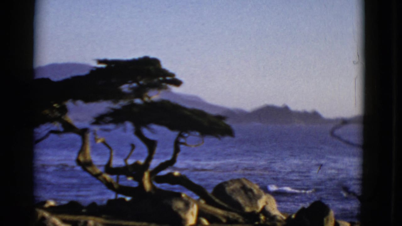 1952 San Francisco home-movie frame showing a windswept coastal tree, rocky foreground, blue water, and hazy distant hills.