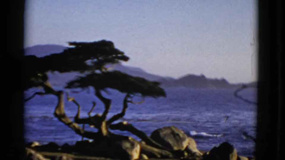 1952 San Francisco home-movie frame showing a windswept coastal tree, rocky foreground, blue water, and hazy distant hills.