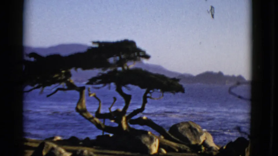 1952 San Francisco 8mm frame with a dark coastal tree silhouette, shoreline rocks, blue bay water, and distant landforms.