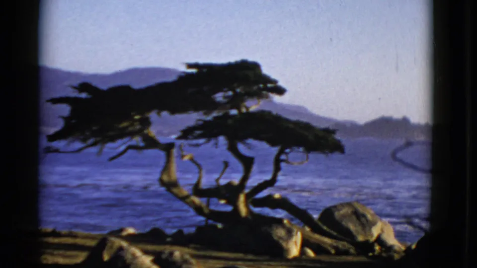 1952 San Francisco home-movie view of a windswept tree, rocks, blue water, and hazy hills in soft 8mm color.