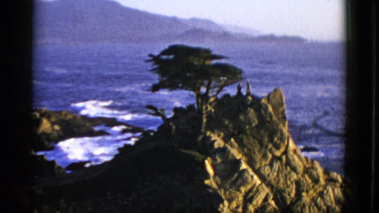 Coastal tree on a rocky outcrop above blue ocean water and distant hills.