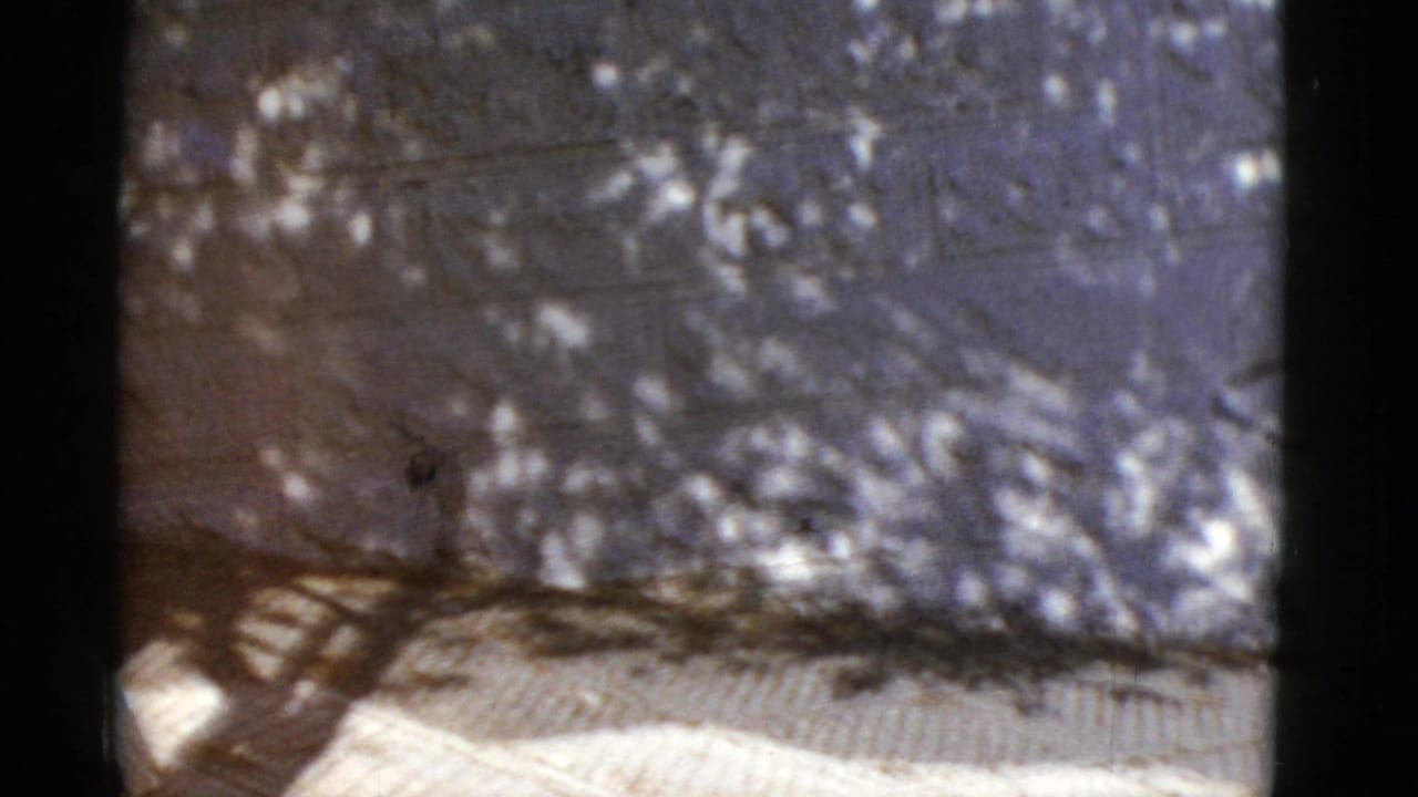 Empty sidewalk and wall covered with bright tree shadows.