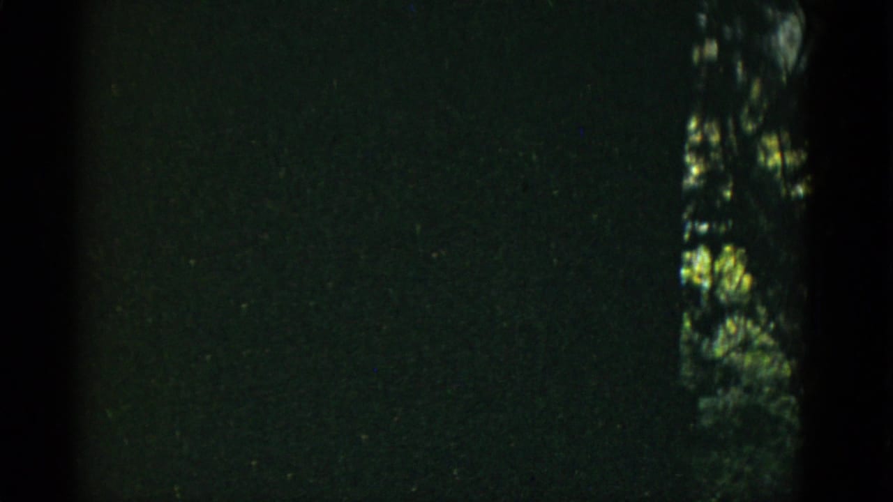 Dark tree trunk and shadowed foliage with faint light at the edge of the frame.