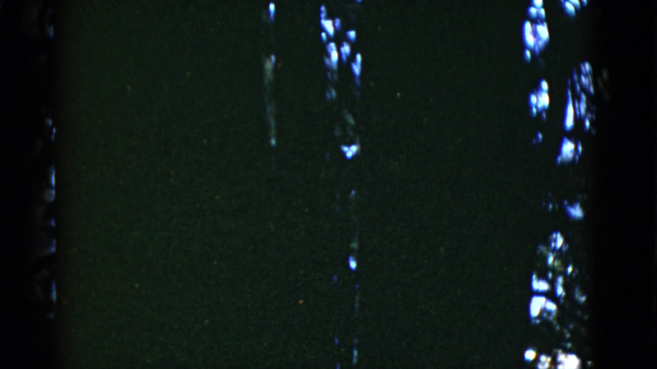 1952 home-movie frame from San Francisco metadata showing silhouetted tree trunks in a dim, green-black wooded view.