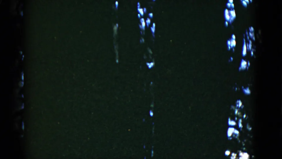 1952 home-movie frame from San Francisco metadata showing silhouetted tree trunks in a dim, green-black wooded view.
