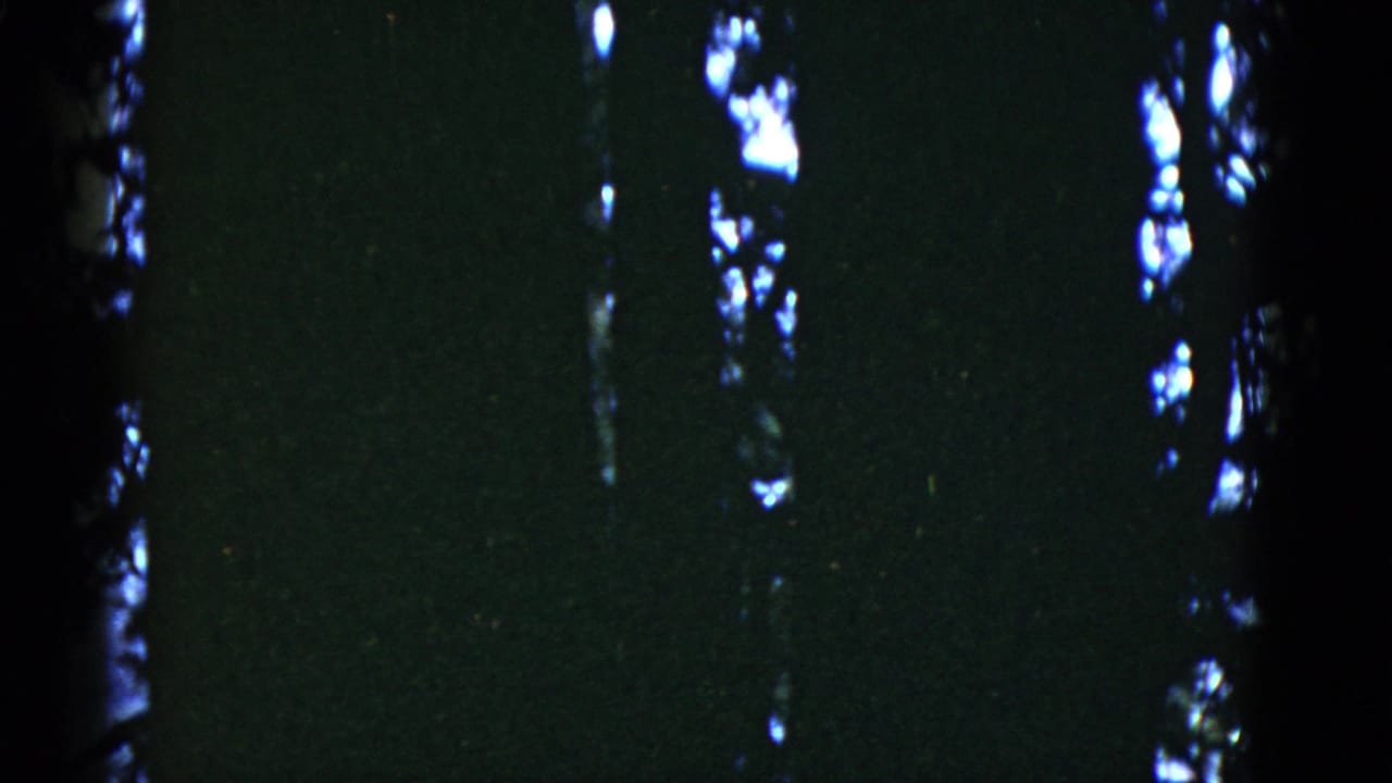 Dim 8mm forest view with tall vertical trunks and scattered bright openings, tied to the clip's 1952 San Francisco metadata.