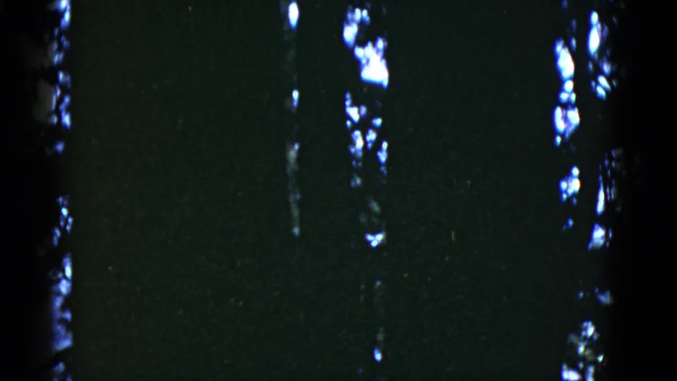 Dim 8mm forest view with tall vertical trunks and scattered bright openings, tied to the clip's 1952 San Francisco metadata.