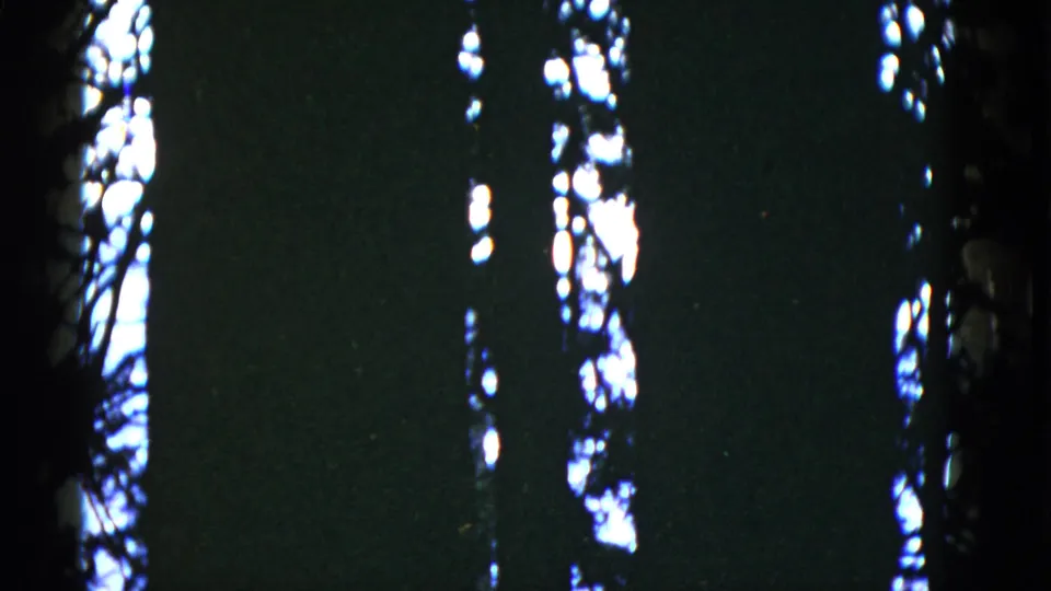 Low-light 8mm frame from the 1952 San Francisco metadata showing dense tree silhouettes and bright canopy breaks.