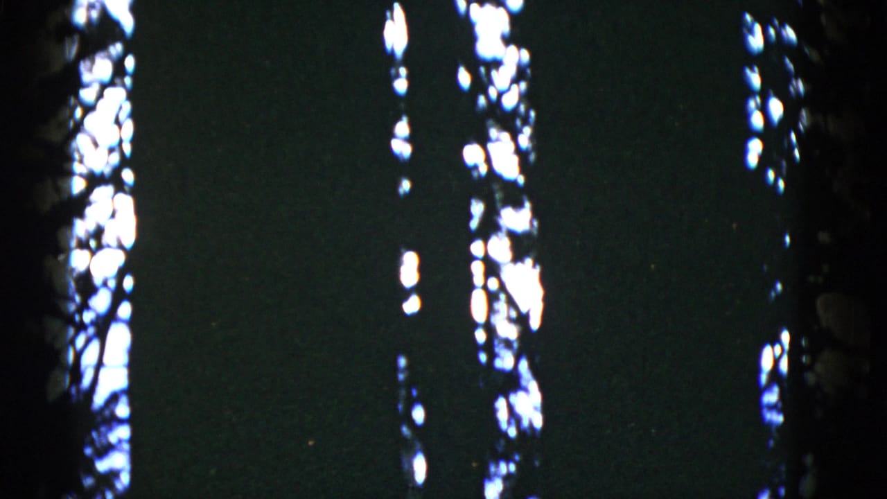 1952 San Francisco 8mm frame showing dark tree forms and bright sky breaks through leaves.