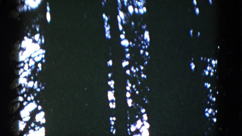 1952 San Francisco 8mm frame of dense dark foliage with white sky patches between branches.
